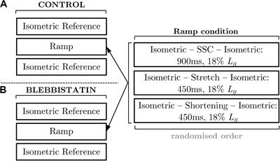 Cross-Bridges and Sarcomeric Non-cross-bridge Structures Contribute to Increased Work in Stretch-Shortening Cycles